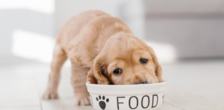 How to Choose the Perfect Food for Your Pup